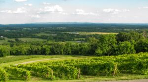 Amazing Airbnb and Vacation Rentals in Northern Virginia's Wine Country
