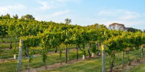 Spectacular Wineries in Northern Virginia vineyards