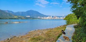 Dog-friendly Hike on Fung Hang Family Walk